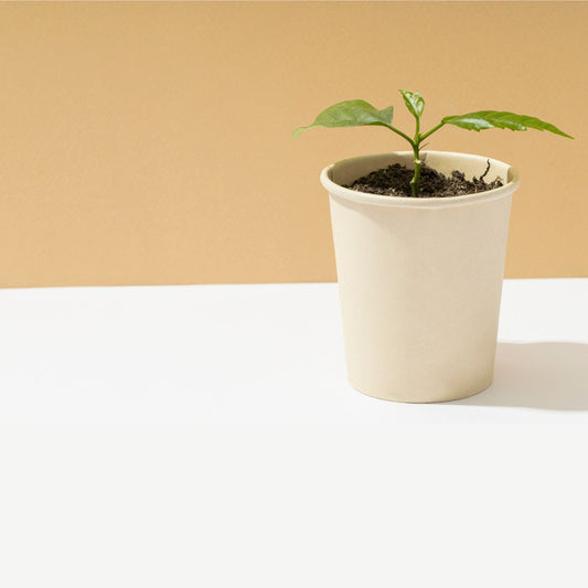 Empaques ecológicos y biodegradables, una opción 100% amigable con el planeta